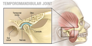 Temporomandibular Joint